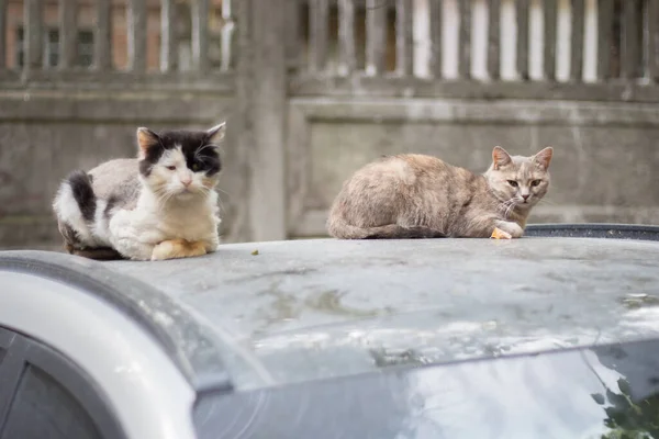 Homeless cats on car roof. Wild cats sitting on car and looking at camera. Street animals. Dirty homeless pet. City life. Homeless animals on the streets. Dirty lost kitten.