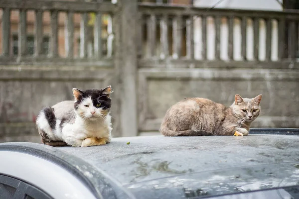 Homeless cats on car roof. Wild cats sitting on car and looking at camera. Street animals. Dirty homeless pet. City life. Homeless animals on the streets. Dirty lost kitten.