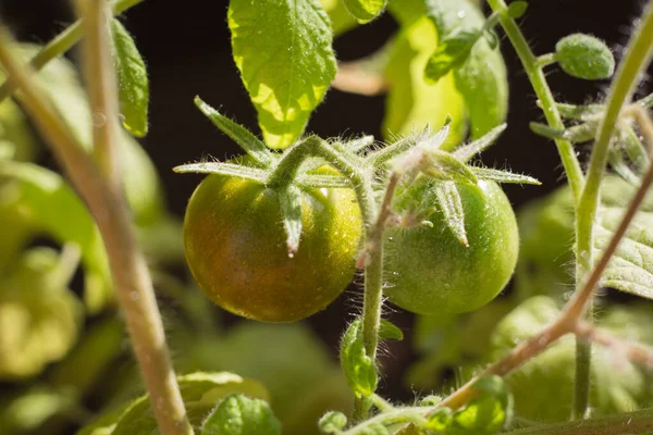 Green tomatoes growing in the garden. Raw unripe tomato in sunlight. Unripe vegetables on branch. Organic farming concept. Tomato greenhouse. Cultivated vegetables. Green tomatoes close up.