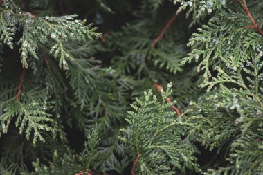Bahçedeki Evergreen ağacı. Noel ağacı yakın. Kozalaklı ağaçlar. İğneli dal. Parktaki Evergreen çalısı. Sonbahar manzarası. Çam ağacı yakın..