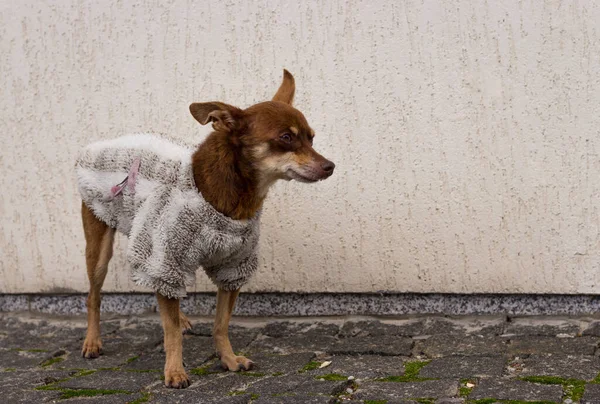 Small Dog Winter Clothes Companion Dog Street Pet Fashion Funny — Stock Photo, Image