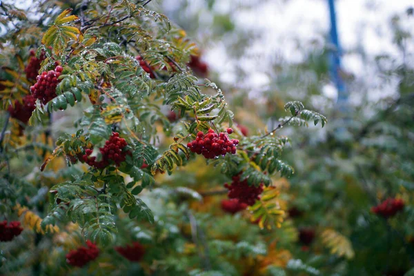 Herbst Italien Vogelbeere Auf Dem Baum — Stockfoto