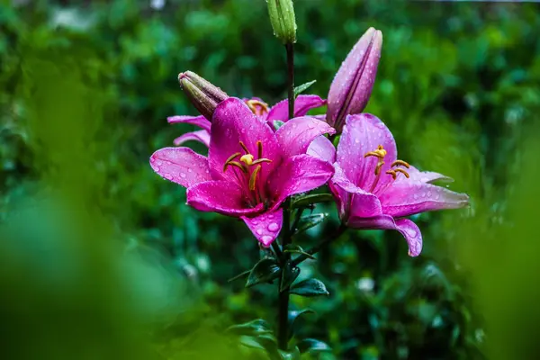 Pink lilies — Stock Photo, Image