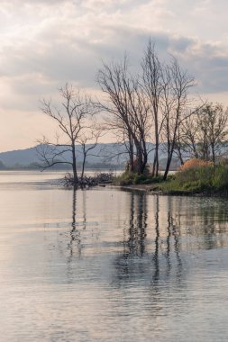 Suya yansıyan ağaç grubu