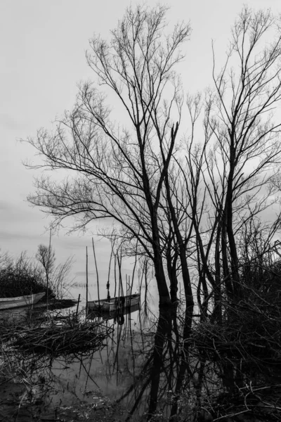 Lake shore with tall, skeletal trees near small boats — Foto Stock