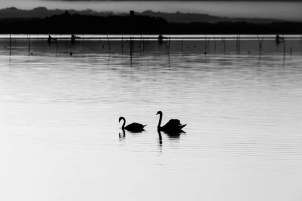 Duas silhuetas de cisnes em um lago — Fotografia de Stock