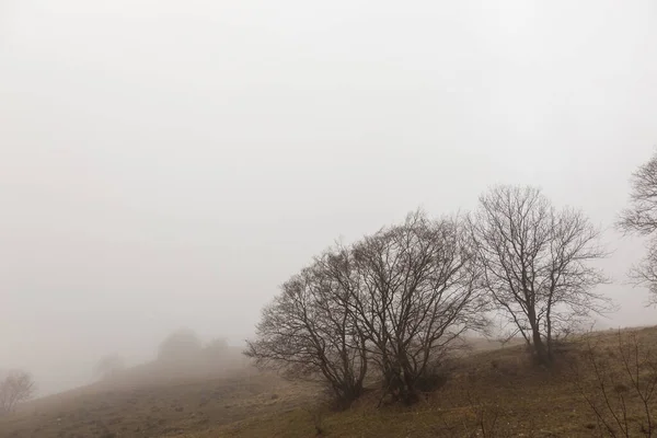 Kostnaté stromy uprostřed mlhy — Stock fotografie
