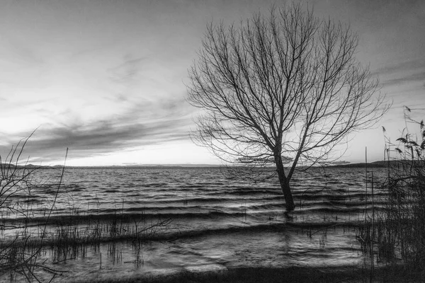 Costa do lago Trasimeno Úmbria, Itália, com uma árvore esquelética e ondulações na água — Fotografia de Stock