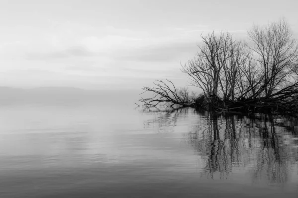 Árvores esqueléticas simétricas reflexões em um lago com água perfeitamente imóvel — Fotografia de Stock