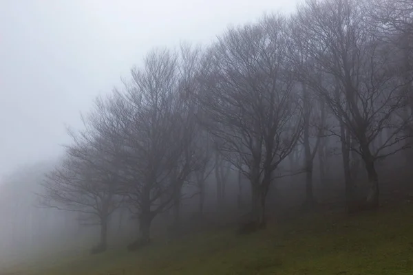 Árvores esqueléticas no meio do nevoeiro — Fotografia de Stock