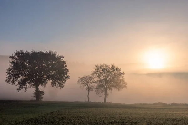 Схід сонця через туман з деревами мушкетів — стокове фото