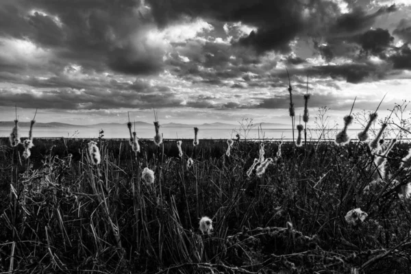 Pole nadýchaných rostlin Typha na břehu jezera, s náladovými mraky — Stock fotografie