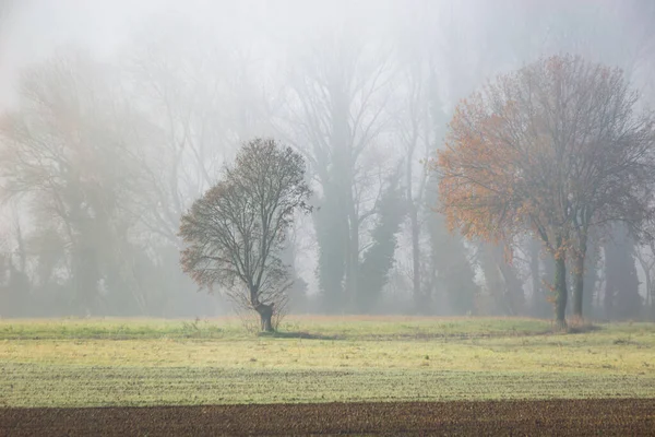 Осінні дерева посеред туману — стокове фото