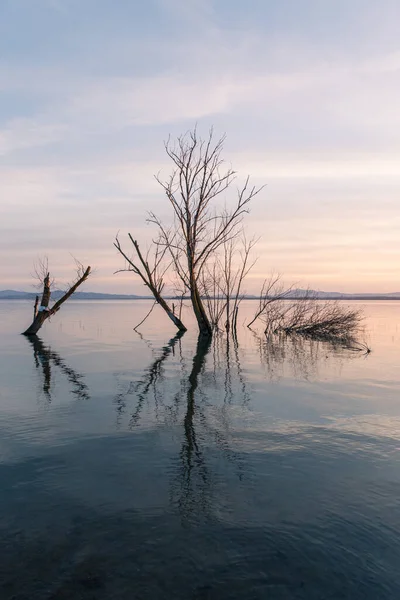 Árboles esqueléticos simétricos reflejos en un lago con agua perfectamente quieta —  Fotos de Stock