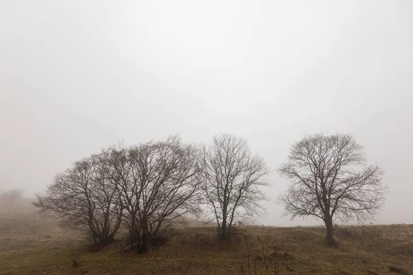 Skelettbaum mitten im Nebel — Stockfoto