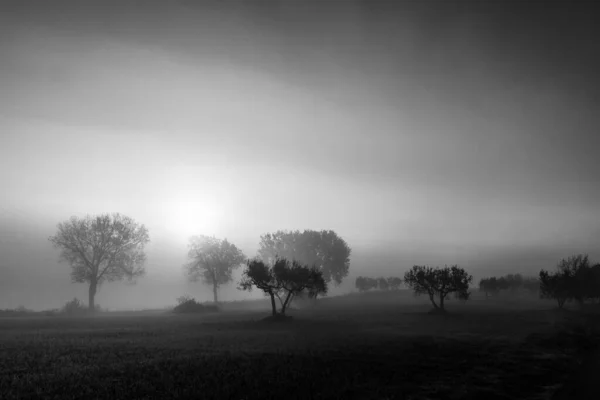 Восход солнца сквозь туман с силуэтами деревьев — стоковое фото