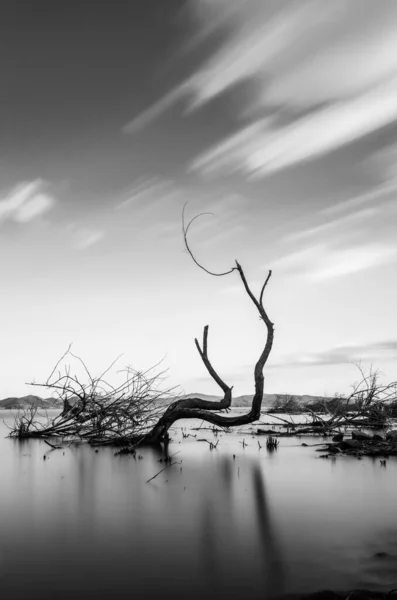 Long exposure view of skeletal tree on a lake with moving clouds — Stock Photo, Image