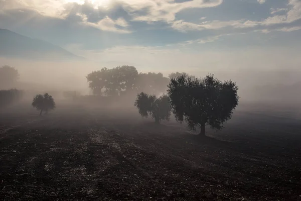 Olivovníky uprostřed mlhy — Stock fotografie