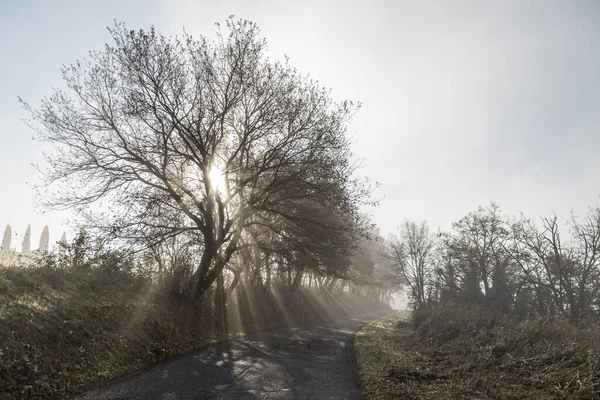 Sluneční paprsky mezi mlhou a stromy za úsvitu u silnice — Stock fotografie