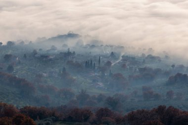 Aereal view of trees in the middle of fog