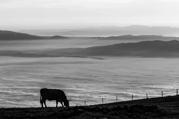 Pâturage de vaches sur une montagne, au-dessus d'une mer de brouillard au coucher du soleil — Photo