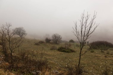 Sisin ortasında ağaçlar ve bitkiler.