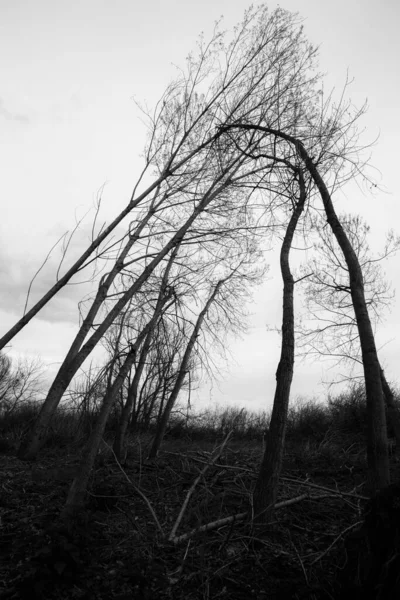 Tall Skeletal Trees Touching Top — Zdjęcie stockowe