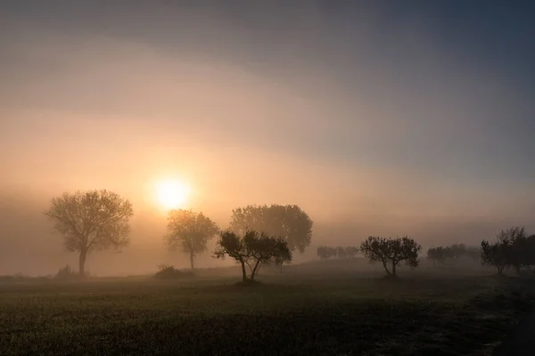 Дерева Посеред Туману Світанку — стокове фото