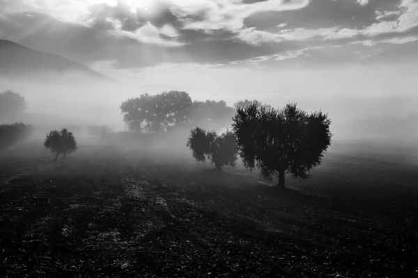 Оливкові Дерева Посеред Туману — стокове фото