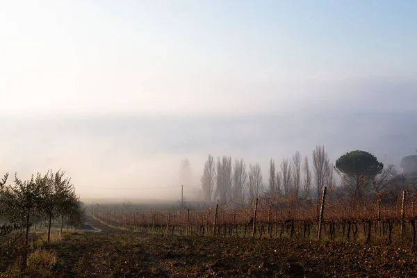 Vineyard Field Middle Mist Fog Some Barely Visible Trees Silhouettes — Stock fotografie