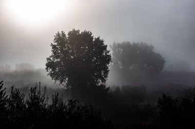 Şafakta sisin ortasında ağaçlar.