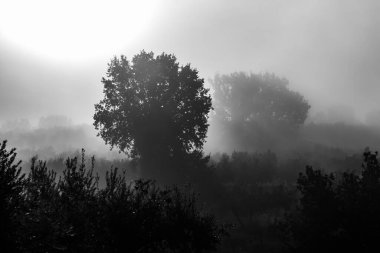 Şafakta sisin ortasında ağaçlar.