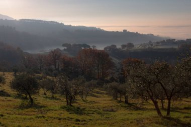 İtalya 'nın Umbria şehrinde şafak vakti, ön planda zeytin ağaçları ile dağların ve tepelerin arasında sis ve sis var..