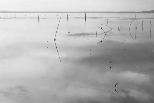 Поляки Летающие Птицы Прекрасно Отражаются Поверхности Озера — стоковое фото