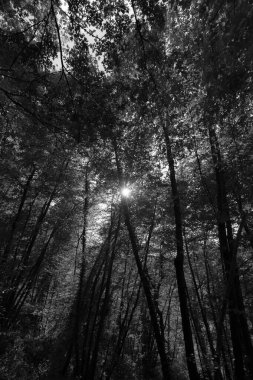 Yoğun uzun ağaçlar, yaprakların arasından süzülen güneş..