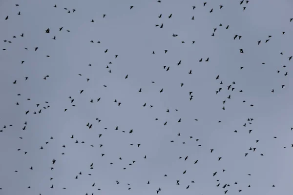 Flock Fåglar Fyller Ramen — Stockfoto