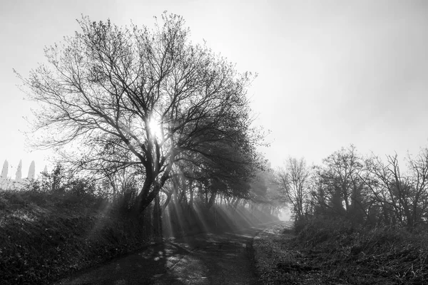 Солнечные Лучи Между Туманом Деревьями Рассвете — стоковое фото