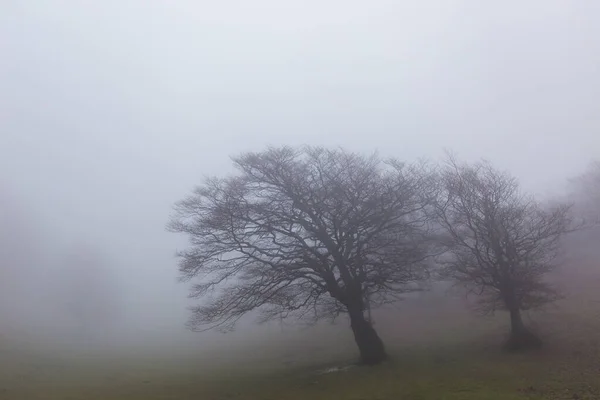 Дерева Посеред Туману — стокове фото