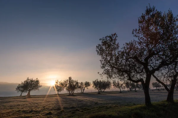 Raggi Sole Tra Gli Alberi All Alba — Foto Stock