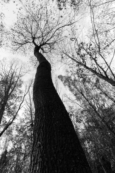 Высокие Деревья Видно Снизу — стоковое фото