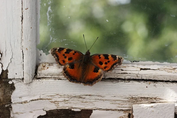 Butterfly on the frame — Stock Photo, Image