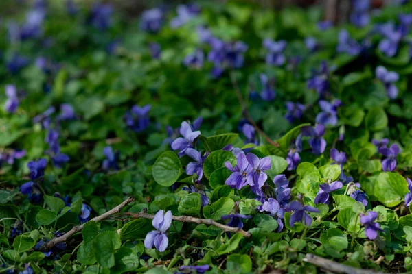 Güzel çimen yaprağı ve bahar zamanı menekşeler. 