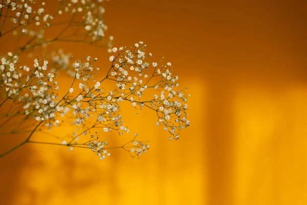 Krásné gypsophila květiny ve studiu na žlutém jasném pozadí. — Stock fotografie