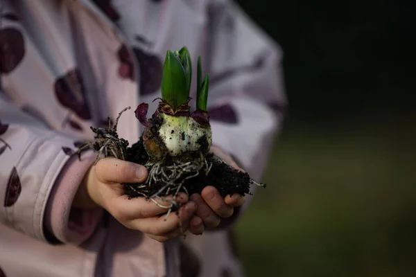 Yavru çocuk elleri yerde genç bitkileri tutuyor.. 