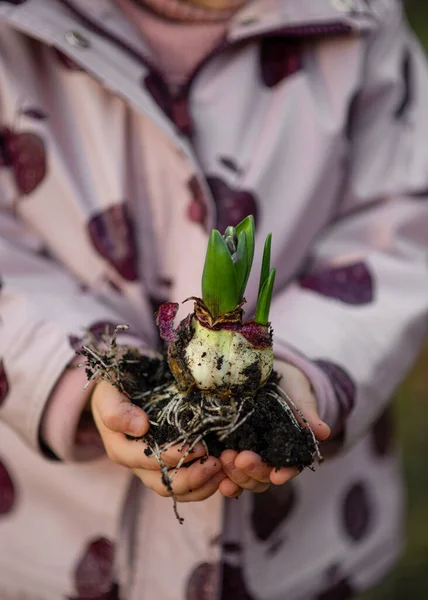 Yavru çocuk elleri yerde genç bitkileri tutuyor.. 