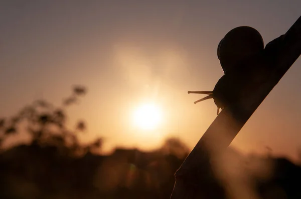 Kanattaki büyük salyangozun kapağı sürünerek indi..