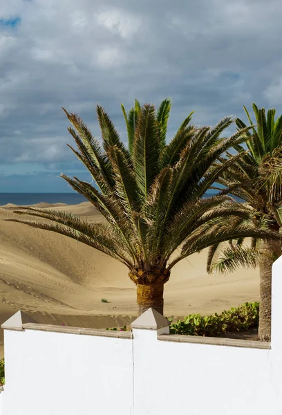 Kanarya Adaları 'ndaki iki büyük palmiye ağacının güzel manzarası.