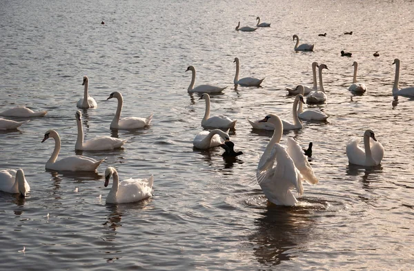 Sudaki kuğuların altın saati.