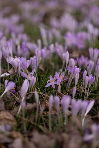 Güzel ilkbahar çiçeklerine yakın çayır üzerinde kar damlaları