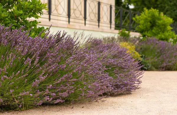 Bahçede güzel lavanta çiçekleri, parkta çiçek açıyor..